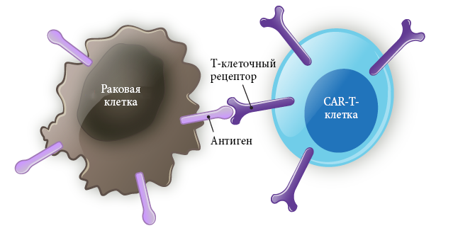 CAR-T клетка