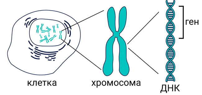 клетка, хромосома, днк и ген