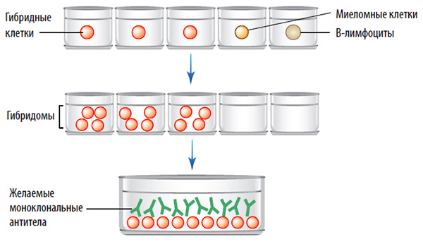 Этапы получения
больших количеств моноклональных антител