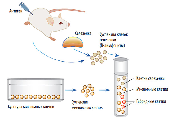 Мыши вводят специфический антиген, который вызывает
продукцию антител против этого антигена